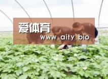 种植基地三