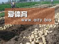 种植基地八